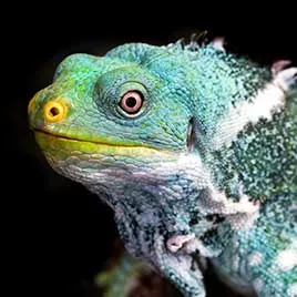 lizard